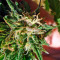 Graines de cannabis Hashberry regular (Mandala Seeds)