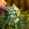 Semi femminizzati Jack Herer (Vision Seeds)