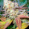 Lucid Bolt feminized seeds
