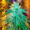 Skunk + (Kannabia Seeds)