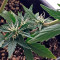 Roadrunner Autoflowering Seeds