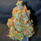 Cream Mandarine XL Auto Seeds