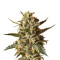 Bubblegum XL feminized seeds