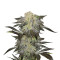 Mendocino Madness regular (T.H. Seeds)
