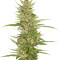 Semi femminizzati Northern Lights x Big Bud Ryder Auto