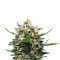 Royal Medic CBD Seeds (Royal Queen Seeds)