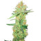 Graines de cannabis Y Griega CBD (Medical Seeds)