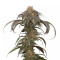 Purple Afghan Kush Seeds