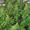 00 semi femminizzati Kush