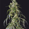 Arjan's Haze #1 strain