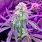 Auto Bubble Gum (00 Seeds)