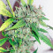 CBD Auto Compassion Lime feminizada
