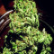 Graines de cannabis Double Dutch regular (Serious Seeds)
