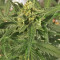 Green Crack Auto Seeds