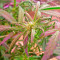 Kush`N`Cheese Autoflowering Seeds