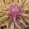 Graines féminisées de LSD-25 Auto (Fast Buds)