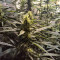 Semillas feminizadas Lemon Kush (Female Seeds)