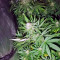 Graines de cannabis Magic Bud (Paradise Seeds)