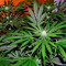 Night Queen feminized seeds