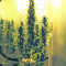 Royal Medic CBD Seeds (Royal Queen Seeds)
