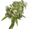 Biddy Early regular (Serious Seeds)