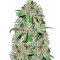 Doctor Jamaica Seeds
