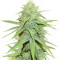 Grand Master Kush regular seeds