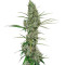 Heavy Duty Fruity regular seeds