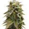 Lemon Thai Kush feminized seeds