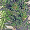 Easy Sativa (Female Seeds)