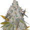 White Caramel Cookie feminized seeds