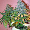Sweet Tai (Sweet Seeds)