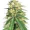 Graines de cannabis Auto White Widow x Big Bud (Female Seeds)