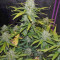 Green Crack Auto Seeds