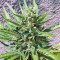 Industrial Plant (Dinafem Seeds)