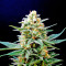 Kritikal-K Seeds