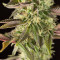 Remo Chemo feminized seeds