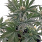 Roadrunner Autoflowering Seeds
