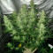 Royal Cheese Automatic (RQS)