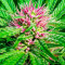 Serious 6 regular seeds