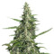 Pandora Auto feminized seeds
