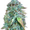 Serious Happiness regular (Serious Seeds)