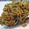 Acapulco Gold Feminized Seeds