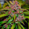 Auto Frisian Dew feminized seeds
