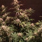 Graines de cannabis Fast & Vast Auto (Heavyweight Seeds)