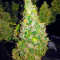 Fruit Punch Auto (Heavyweight Seeds)