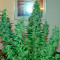 Karibbean Mango (Kannabia Seeds)