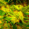 White Berry feminized seeds (VIP Seeds)