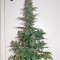 OG Kush Autoflowering (Dinafem Seeds)
