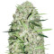 Auto Parmesan (Auto Cheese) feminized seeds